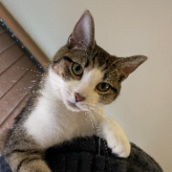 User profile picture